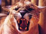 Desktop wallpapers - Animals - Wild Animals Wild Animals