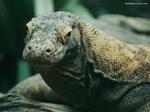 Desktop wallpapers - Animals - Reptiles Reptiles