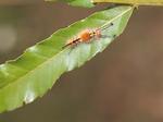 Desktop wallpapers - Animals - Insects Insects