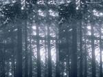 Desktop wallpapers - Nature - Forest Forest