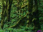 Desktop wallpapers - Nature - Forest Forest