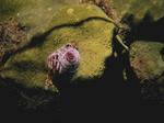 Desktop wallpapers - Animals - Underwater Underwater