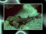Desktop wallpapers - Animals - Underwater Underwater