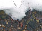 Desktop wallpapers - Nature - Winter Winter