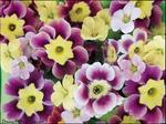Desktop wallpapers - Nature - Flowers Flowers