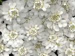 Desktop wallpapers - Nature - Flowers Flowers