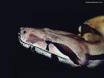 Desktop wallpapers - Animals - Reptiles Reptiles