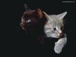 Desktop wallpapers - Animals - Domestic animals & Pets Domestic animals & Pets