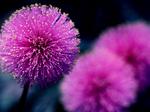 Desktop wallpapers - Nature - Flowers Flowers