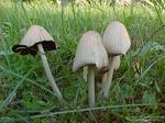 Desktop wallpapers - Nature - Mushrooms Mushrooms
