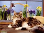 Desktop wallpapers - Animals - Domestic animals & Pets Domestic animals & Pets