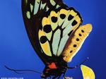 Desktop wallpapers - Animals - Insects Insects